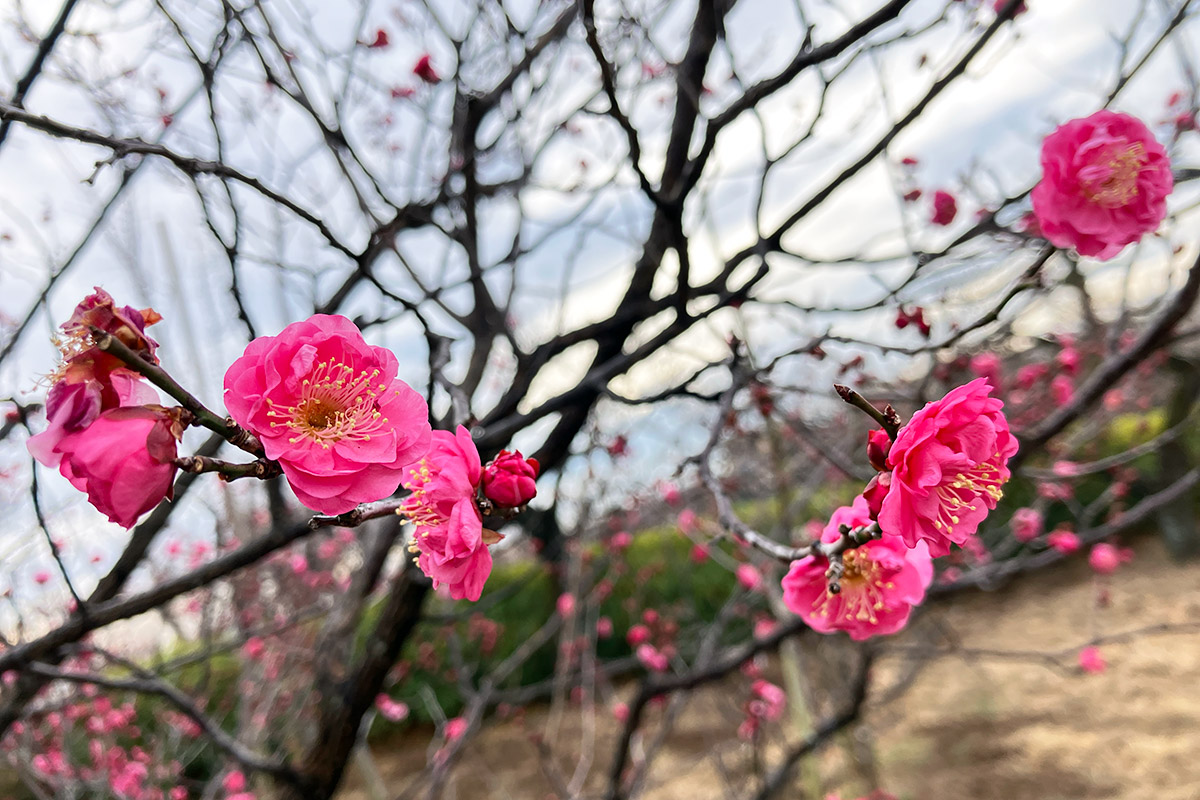 2025年1月25日時点、羽根木公園の梅